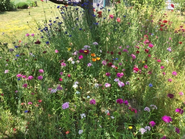 Die blüte ist weiß und besteht aus fünf blütenblätter. Treffpunkt GRÃN *771* - Mein schÃ¶ner Garten Forum