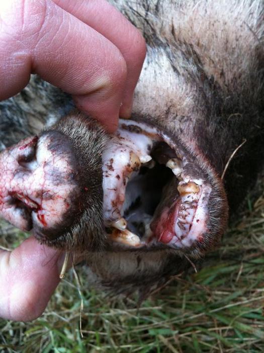 Die Geschichte Vom Findefuchs Willkommen Bei Den Findefuchsen