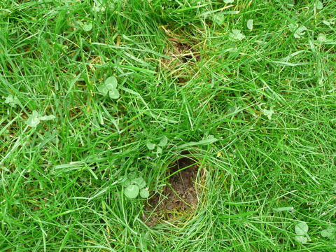 Ratten Erkennen 1 Teil Youtube