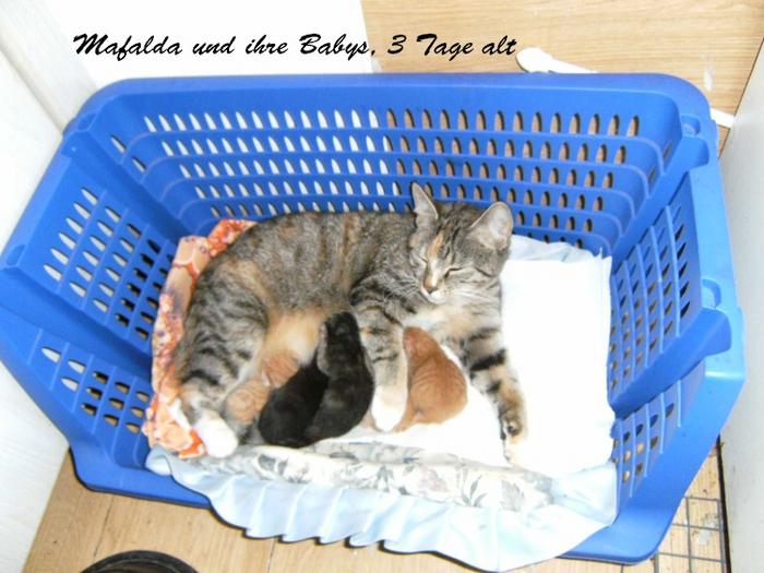 Schwangere Katze Abgehauen Hund & Katze