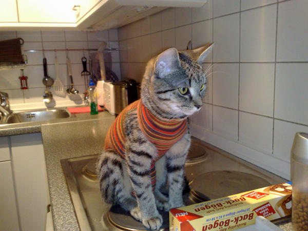 Il y a 6 jours. Alternative zum Trichter nach Kastration - Katzen Forum