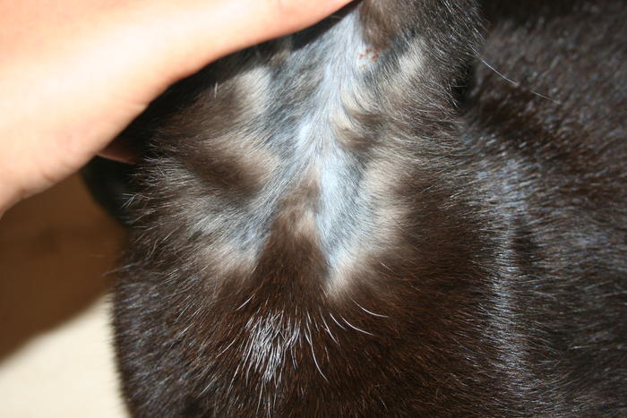 Eine trockene kopfhaut macht sich häufig durch unangenehme begleiterscheinungen wie juckreiz und schuppen bemerkbar. Kahle Stelle Katze - Tierische Tapete