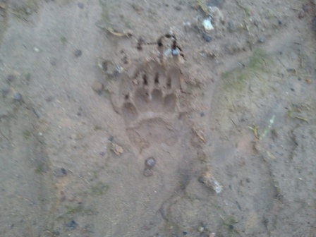 Spuren Und Fahrten Lesen Naturschutz Ch