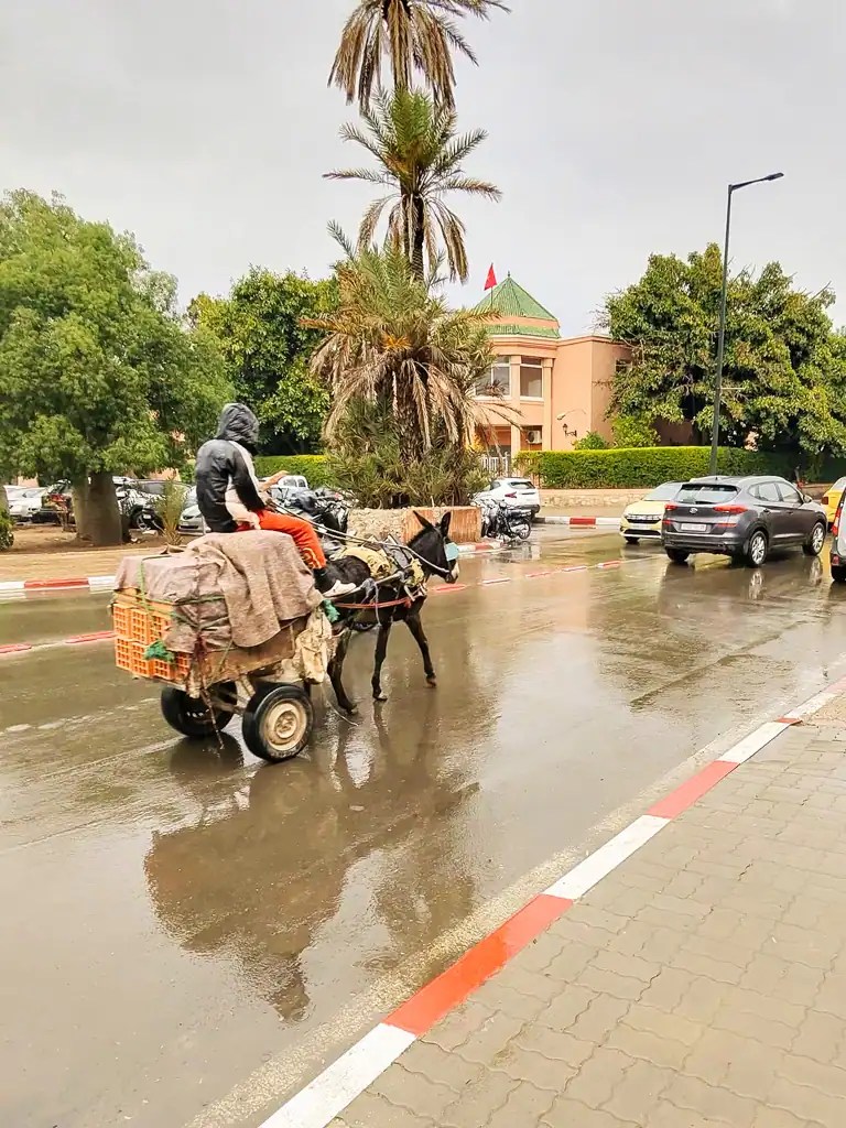 A donkey drawn cart walks through the street in Morocco amongst cars.