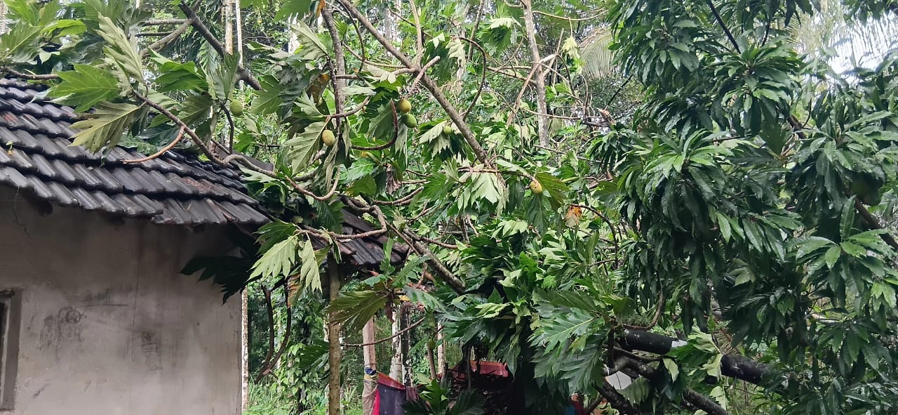 ನೆಲ್ಯಾಡಿ: ಮರಬಿದ್ದು ಮನೆಗೆ ಹಾನಿ