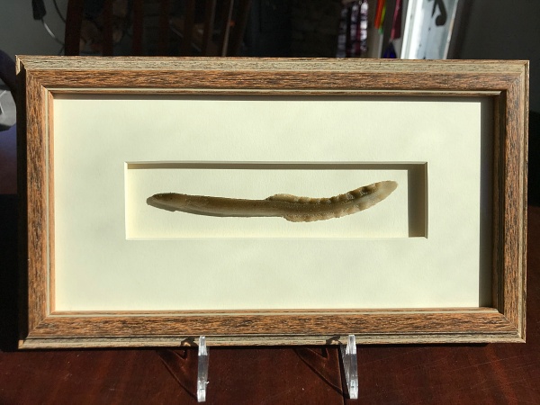 Custom shadow box framing for fishing keepsake