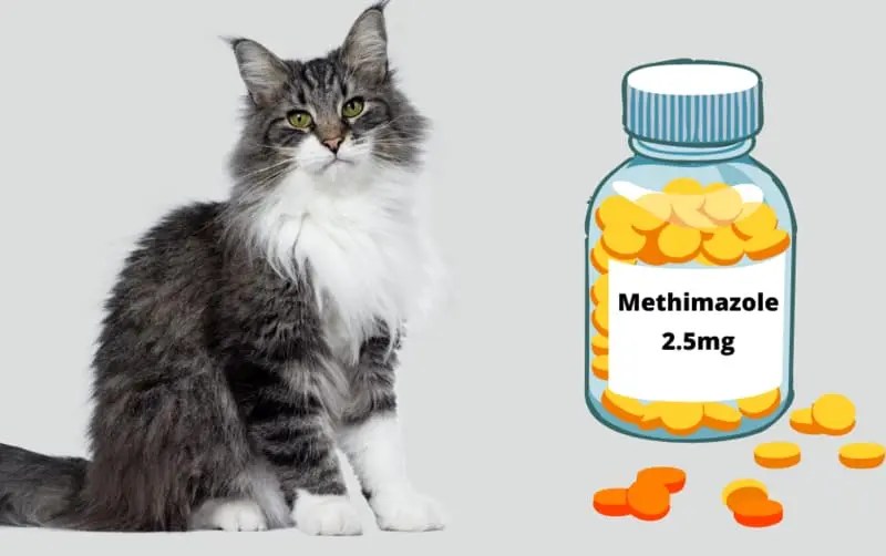 Methimazole for cats dosage: [benefits-side effects]