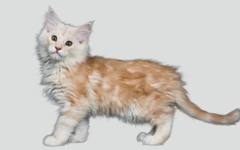 Methimazole for cats dosage: [benefits-side effects]