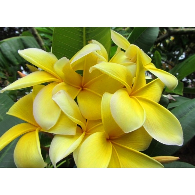 Plumeria Cutting Aztec Gold (Best deal of the year) - Upland Nursery
