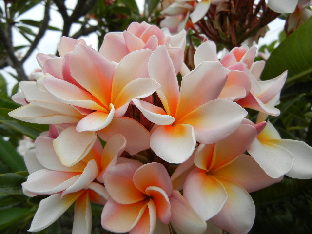 Plumeria Cutting Charm (Special) - Upland Nursery