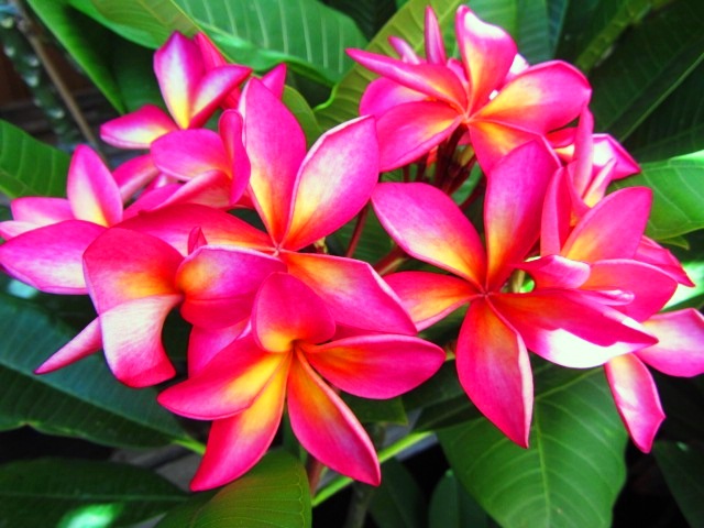 Plumeria Cutting Enchanted (special price) - Upland Nursery