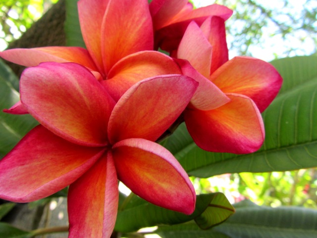 Plumeria Cutting Firestorm (New Price) - Upland Nursery