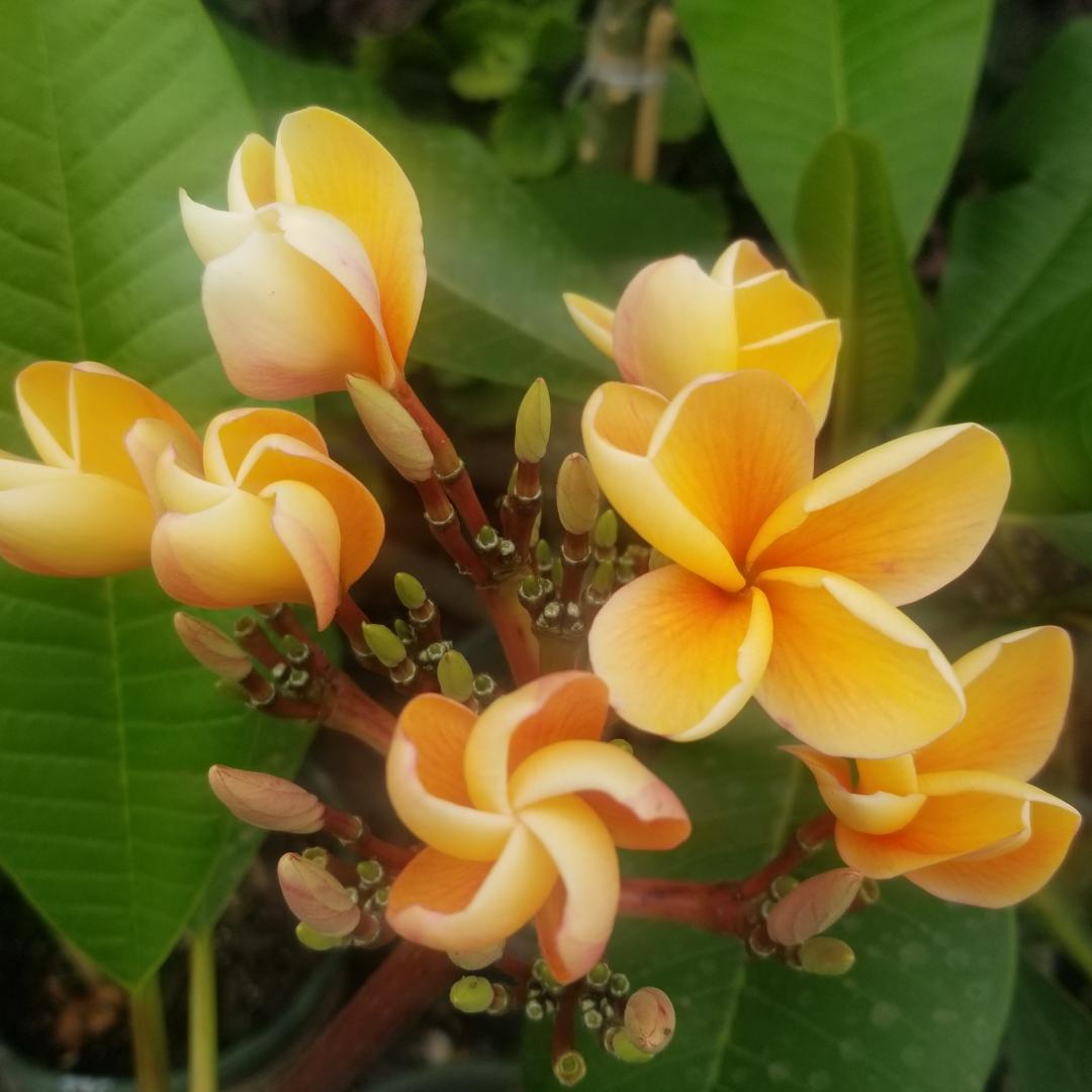 Plumeria cutting/ plumeria seed Archives - Upland Nursery