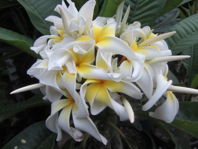 Plumeria cutting Ammaron Curly - Upland Nursery