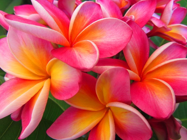 Plumeria Cutting Xquisite - Upland Nursery