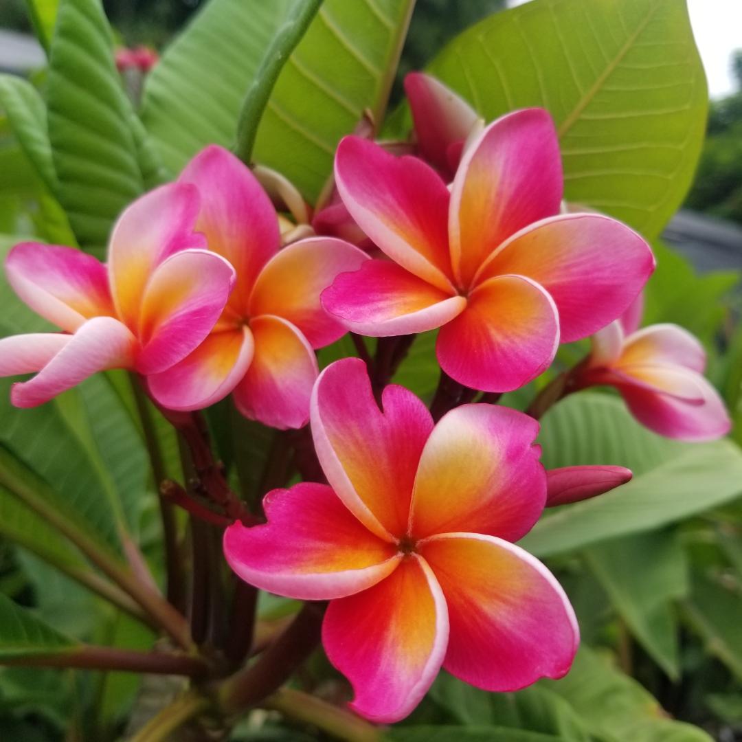 Plumeria♡ Plumeria Cutting Xquisite - Upland Nursery
