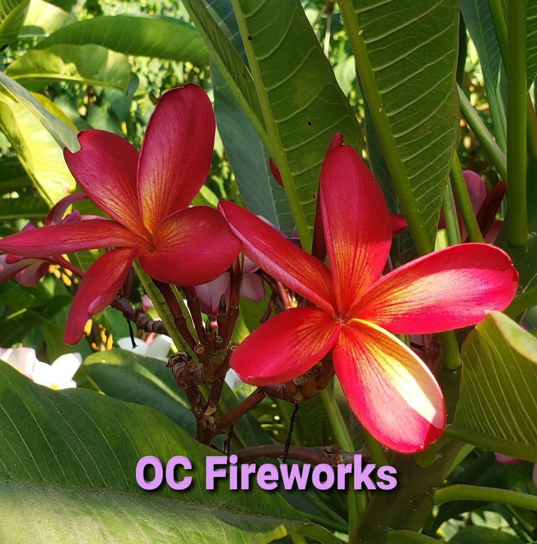 Plumeria Cutting OC Fireworks (Special) - Upland Nursery