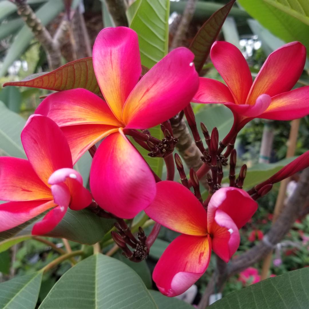 Plumeria Cutting OC Fireworks (Special) - Upland Nursery