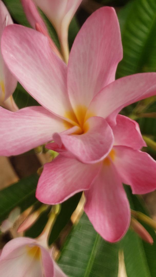 Plumeria Cutting Perfume number one - Upland Nursery