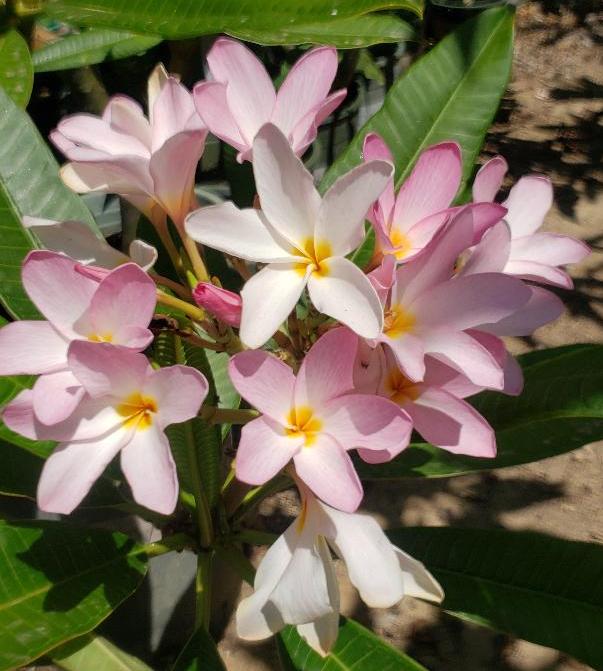 Plumeria Cutting Perfume number one - Upland Nursery