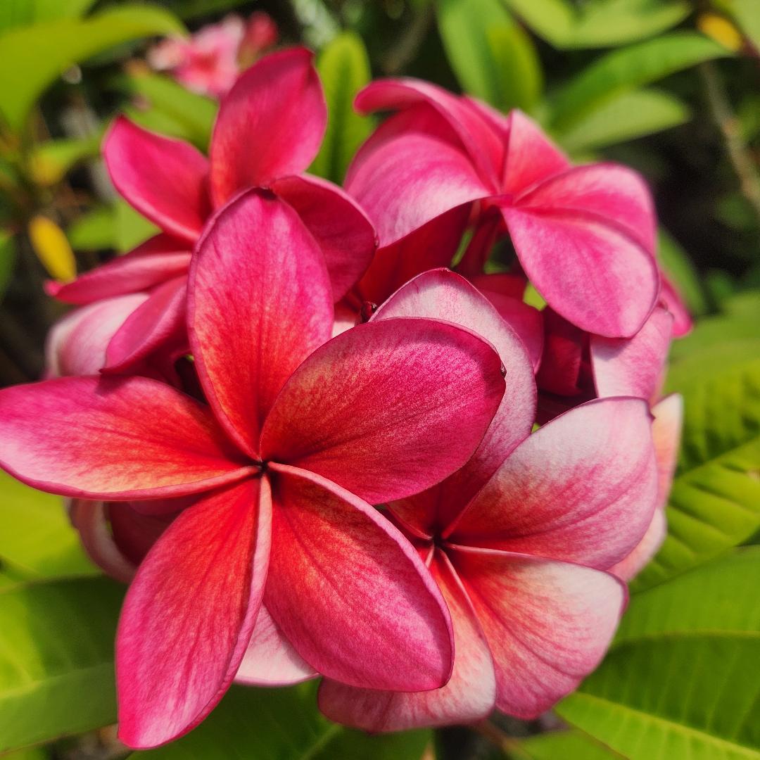 Plumeria Cutting Epic - Upland Nursery