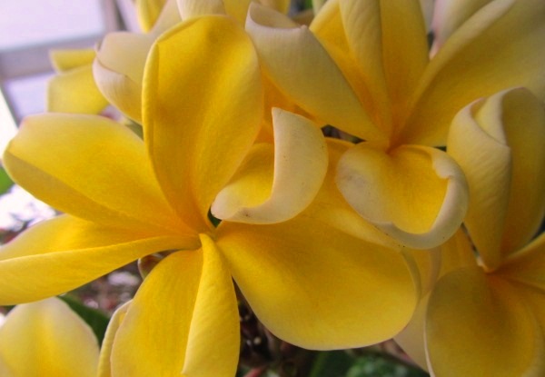 Plumeria Cutting Pure Gold - Upland Nursery