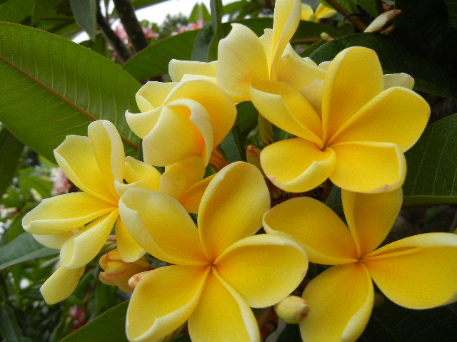 Plumeria Cutting Pure Gold - Upland Nursery