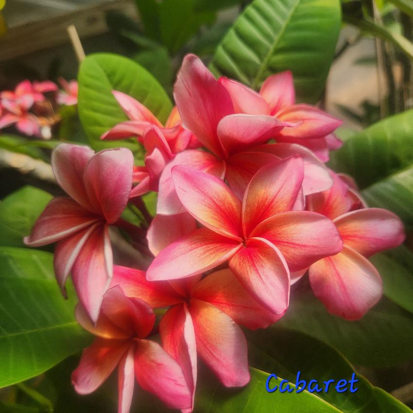 New Plumeria Cutting Archives - Upland Nursery