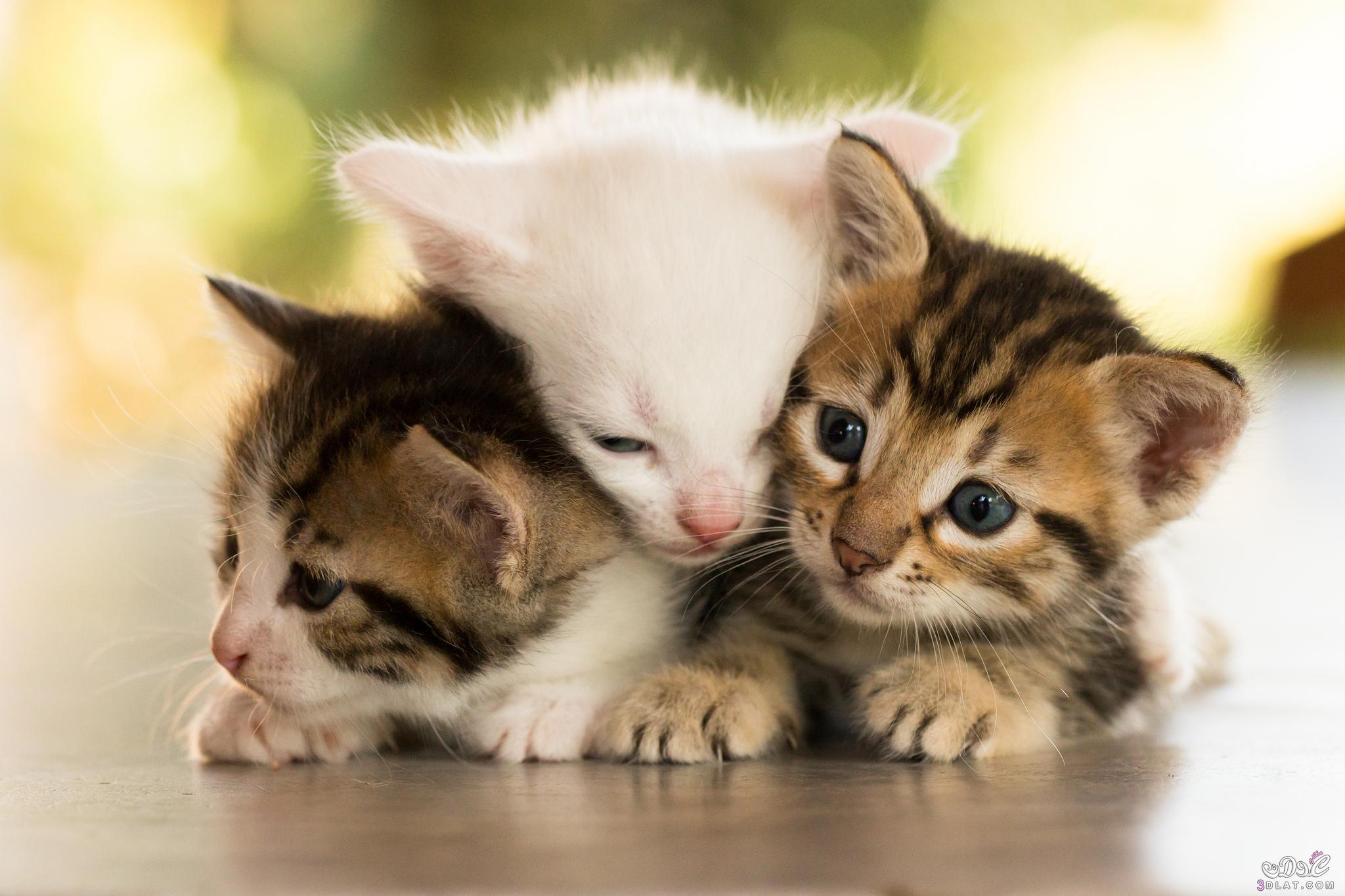 The male is called a bull, and the female is called a cow. ØµÙØ± Ø§Ø¬ÙÙ ÙØ§Ø­ÙÙ Ø§ÙÙØ·Ø· ÙÙ Ø§ÙØ¹Ø§ÙÙ (((ØµÙØ± ÙØ·Ø· ÙØ·ÙÙÙ Ø¬Ø¯Ø§Ø§