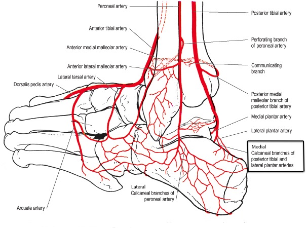 28.04.2020 · annals of vascular surgery: Blood Supply To The Foot Foot Ankle Orthobullets