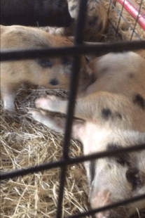 Domestic Pig - Wikipedia Domestic Pig - Wikipedia