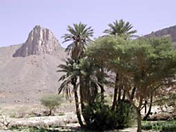 English: oasis (Algeria)