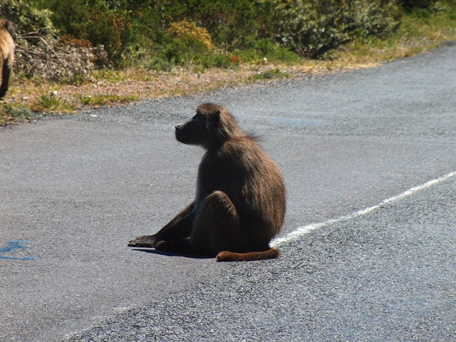 Und obwohl seit der veröffentlichung des vorgängeralbums . Baboon Wiktionary