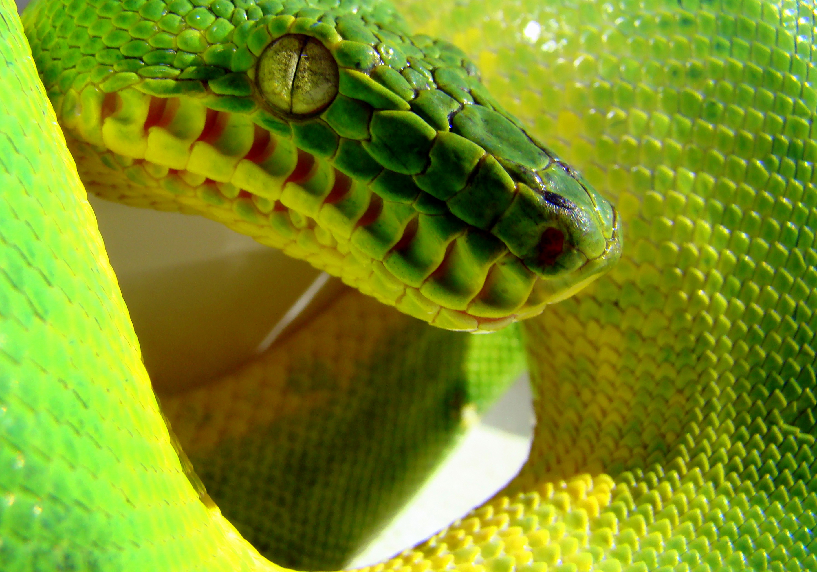 Emerald Tree Boa Png Free Emerald Tree Boa Png Transparent Images 164099 Pngio