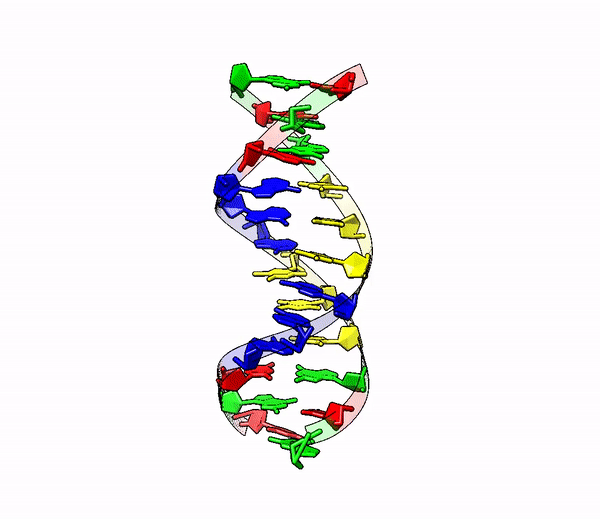 File The Structure Of Dna Gif Gif Wikimedia Commons
