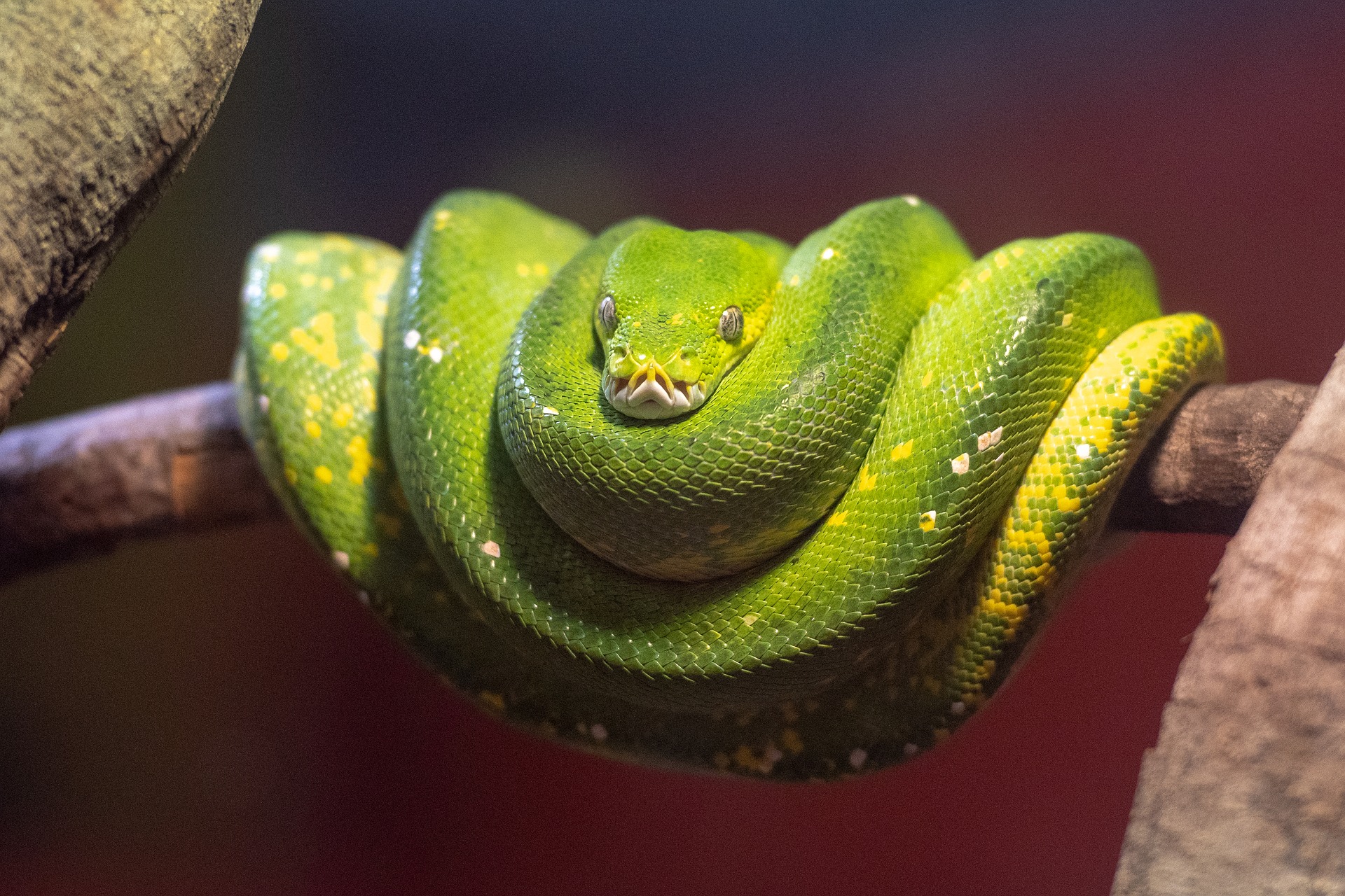 Green Tree Python Facts Diet Habitat Pictures On Animalia Bio