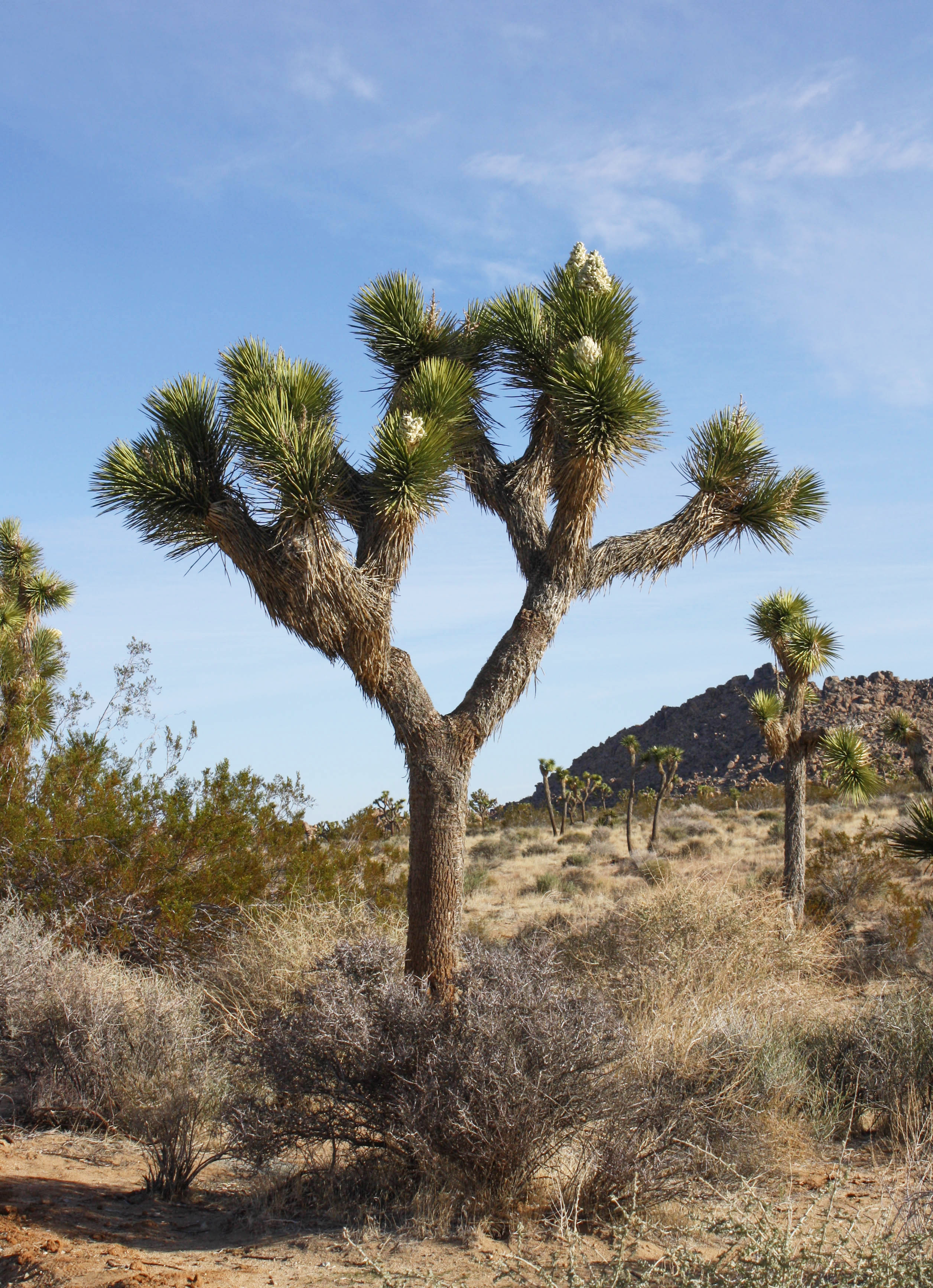 Ca Desert Wilderness The Conservation Alliance