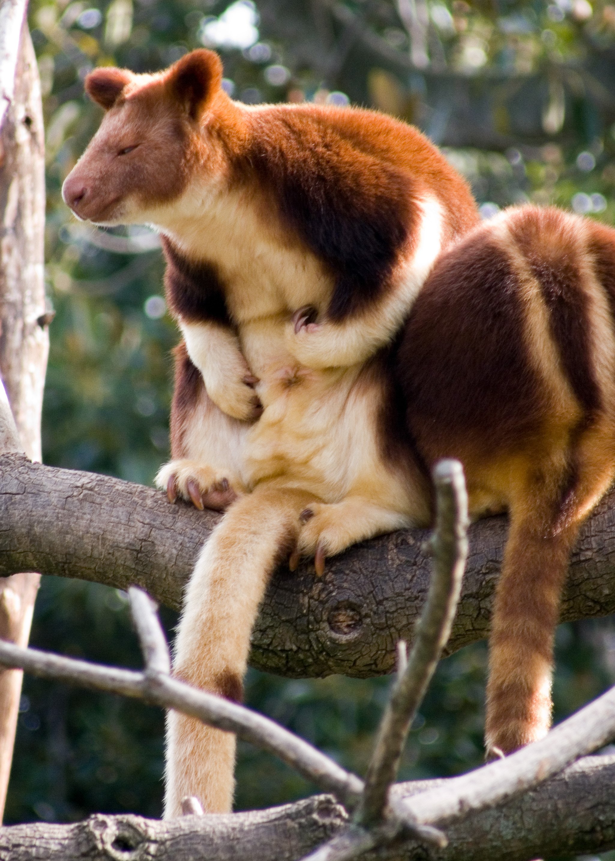 Tree Kangaroo Wikipedia