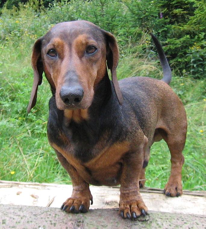 File Jamnik Jpg Wikimedia Commons