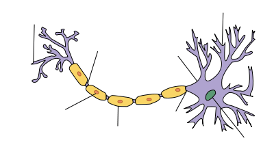 In structural studies, single cell genetic labelling is increasingly used to define neuronal subtypes 23, 49. File Neuron No Labels Test Png Wikimedia Commons