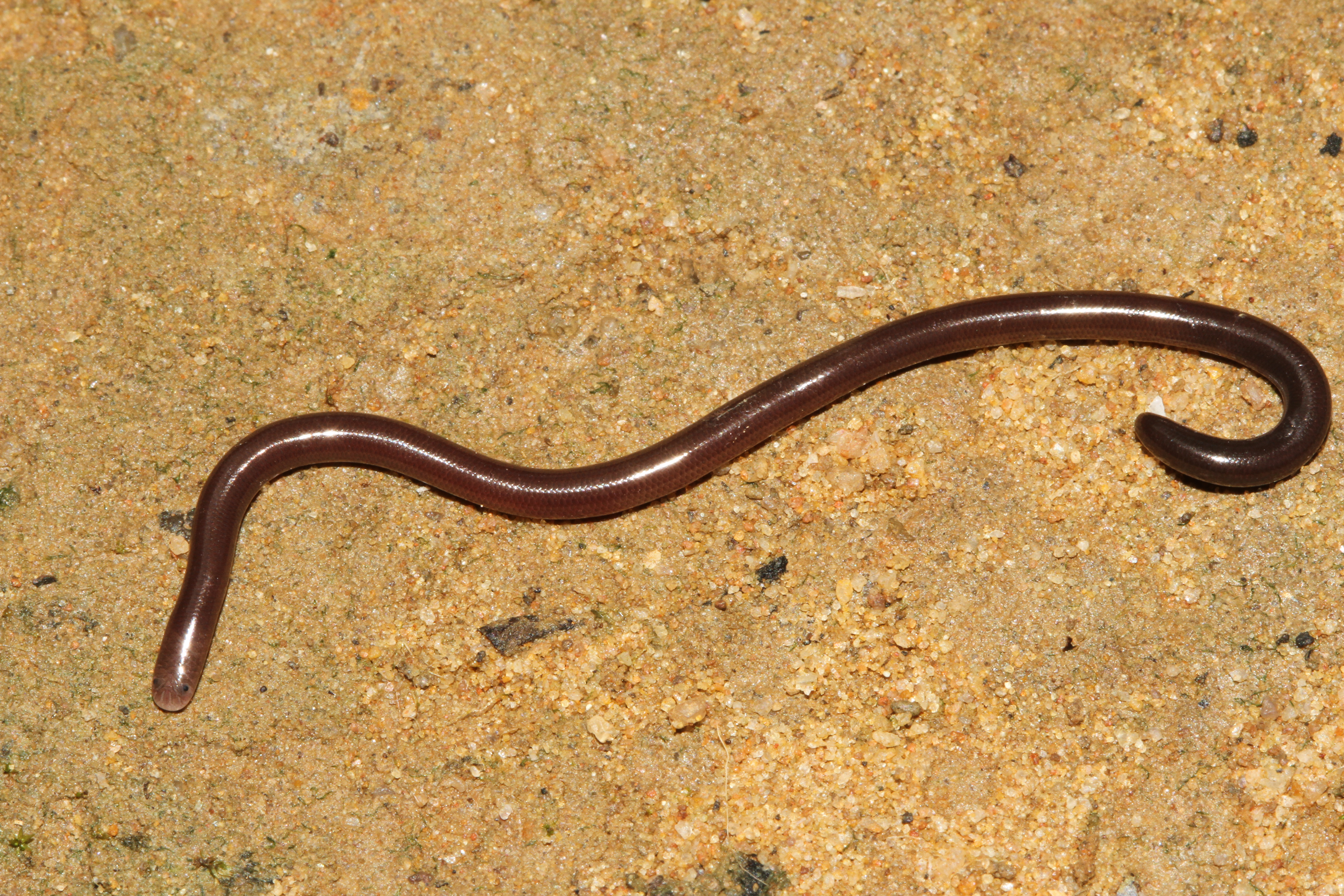 photo Flowerpot Snake wikipedia