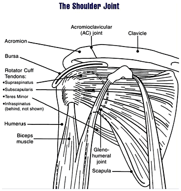 Learn about the benefits, muscles worked, and how to do the exercise safely. Why Does The Front Of My Shoulder Hurt Breaking Muscle