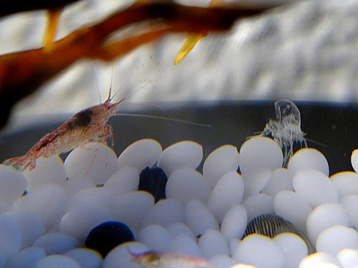 Bamboo Shrimp Freshwater Aquarium Shrimp Freshwater Aquarium Fish The most common wooden shrimp material is wood.