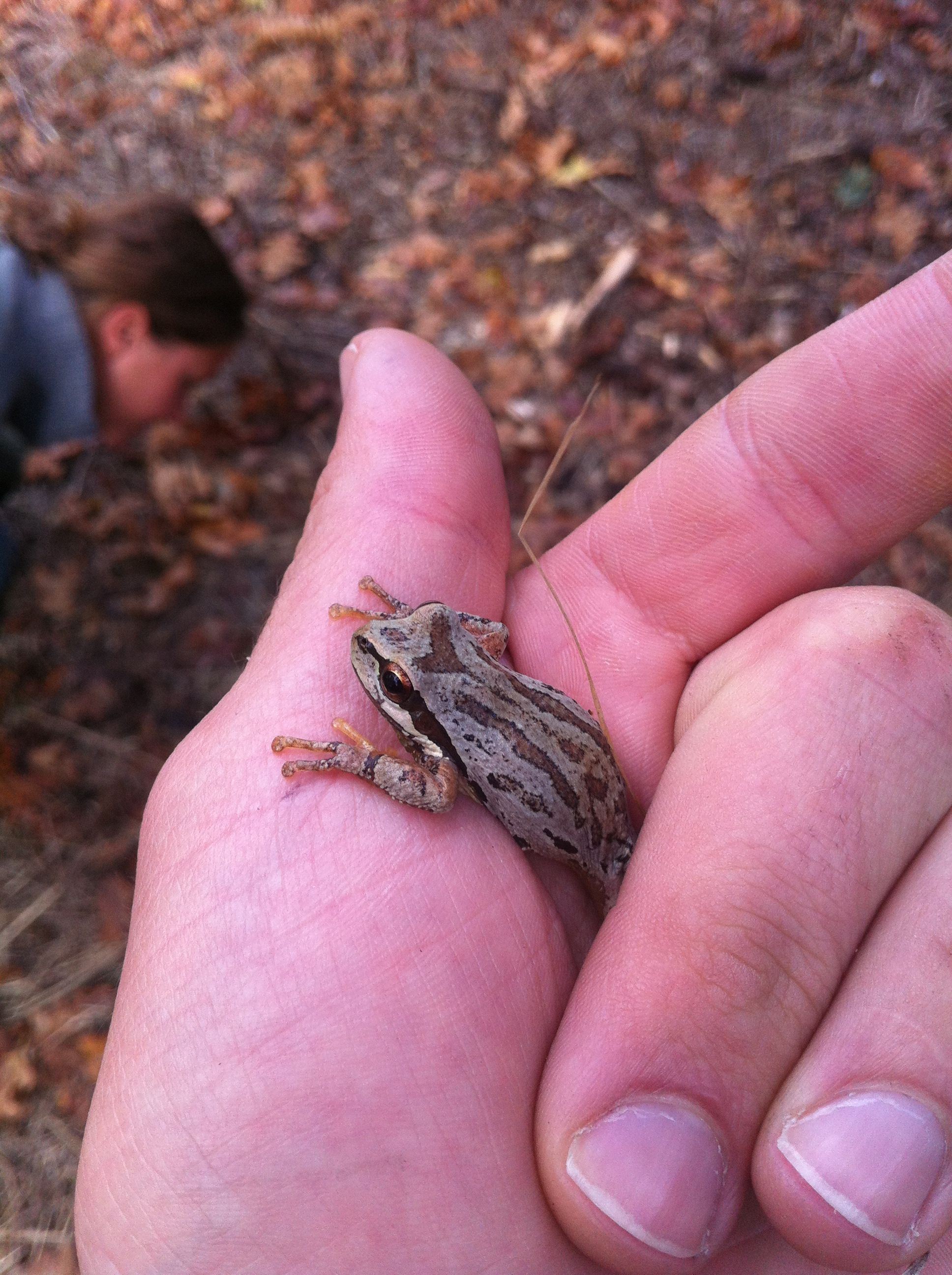 Aquarium Of The Pacific Online Learning Center Northern Pacific Tree Chorus Frog
