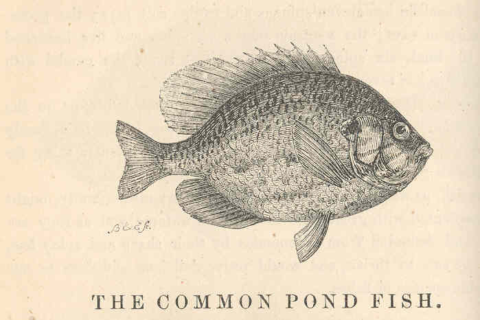 Although often thought of as another form of goldfish, koi differ in their origins and in some physical characteristics. File Fmib 44095 Common Pond Fish Fresh Water Sun Fish Pomotis Vulgaris Cuvier Jpeg Wikimedia Commons