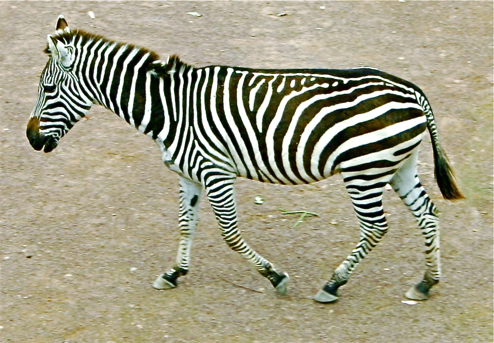 English: Zebra in Wellington Zoo