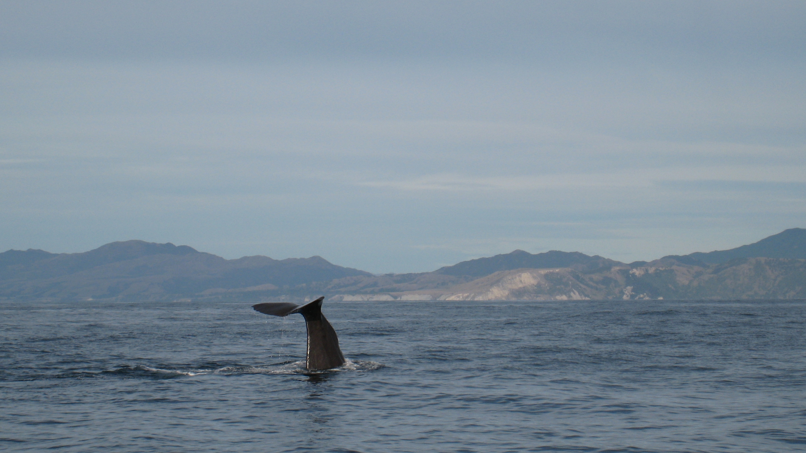 Kaikoura is popular for whale watching and other activities