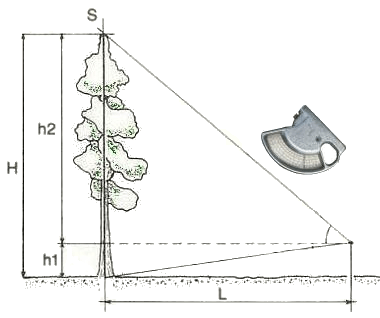 A of a green png free download. File Tree Height Measuring 1 Png Wikimedia Commons
