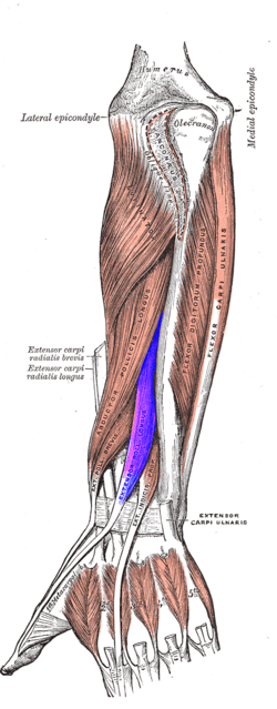 pix Epl Tendon Insertion wikipedia