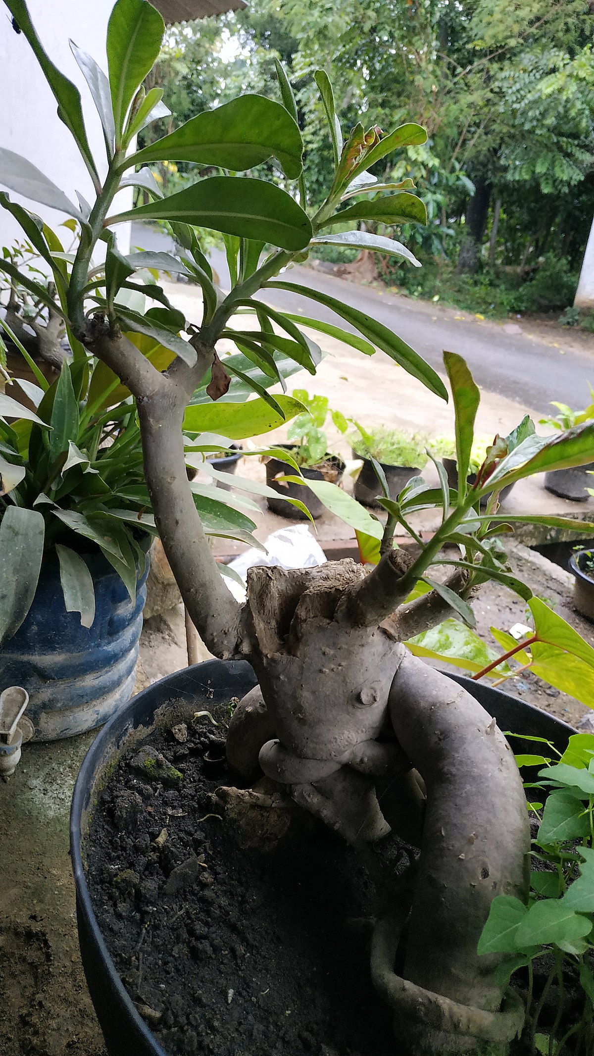 Kami adalah suplier berbagai spesies tanaman adenium seperti adenium obesum,. File Adenium Java Indonesia Jpg Wikimedia Commons